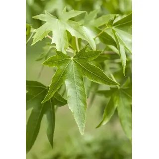 Pflanzen Für Dich Liquidambar Styraciflua Amberbaum 100–125 cm