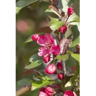Pflanzen Für Dich Malus Royalty Zierapfel Purpurrot 60–100 cm