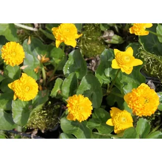 WASSERPFLANZEN WOLFF - 4er-Set im Gratis-Pflanzkorb - Caltha palustris 'Multiplex' - gefüllte Sumpfdotterblume, gelb - winterhart