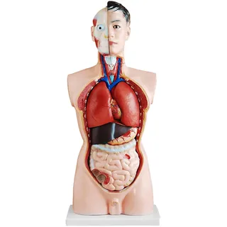 MedMod Anatomie Modell Torso 85 cm, Detaillierter menschlicher Körper aus PVC mit entnehmbaren Organen für Schule, Studium und Anatomie-Training, Lehrmodell