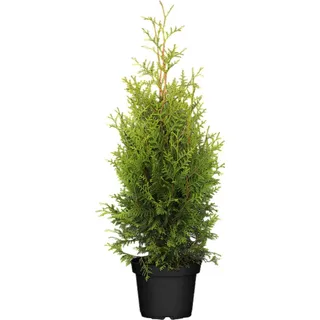 pflanzen-für-dich.de Thuja occidentalis 'brabant' 2l 80- 100