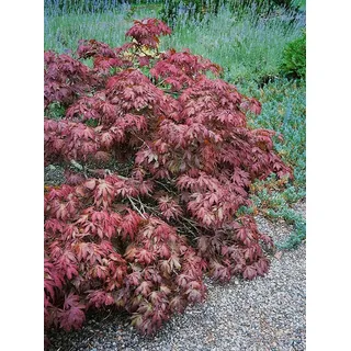 Pflanzen für Dich Gehölze Acer palmatum Pixie, 1 St., Japanischer Ahorn, Fächerahorn rot