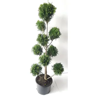 pflanzen-boering Gartenbonsai Gesamthöhe 130-140 cm Winterharte Zypresse Bonsai,