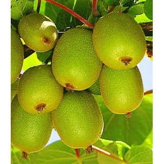 BALDUR Garten 1x Säulen-Kiwi 'Issai', Pflanze im 9x9 cm-Topf, selbstfruchtend, Stachelbeer-Kiwi, winterharte Obstpflanze, platzsparende Säule für kleine Gärten, Balkone & Terrassen, Actinidia arguta