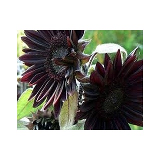 Aamish 10 schwarze Sonnenblumenkerne