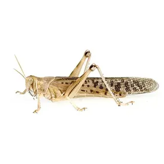 Heuschrecken Groß 9 Stück Dose lebend