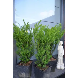 Pyramiden Eibe Taxus media Hillii 50-60 cm hoch dichtbuschig im 5 Liter Pflanzcontainer