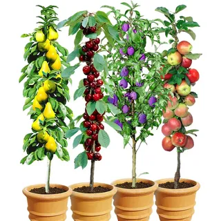 BALDUR Garten 4er Säulenobst-Kollektion Birne, Kirsche, Pflaume & Apfel, als Säule Birnbaum, Kirschbaum, Pflaumenbaum, Apfelbaum, Obstbaum-Kollek...