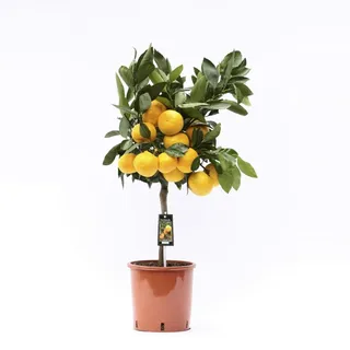 Satsuma-Mandarine Baum 70-100 cm – Citrus Unshiu – Winterharte Zitruspflanze mit süßen, kernlosen Früchten – Perfekt für Garten, Balkon & Wintergarten