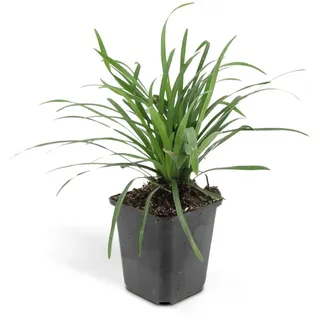 Exotenherz Bodendecker Lilientraube Liriope Muscari Big Blue 9cm Topf Set mit 12 Pflanzen