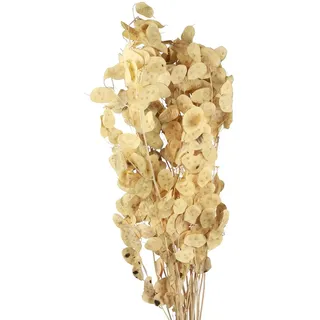 Trockenblumen Lunaria Naturdeko Mondviole Getrocknetes Silberblatt Zweige 90cm 100g für Vasen