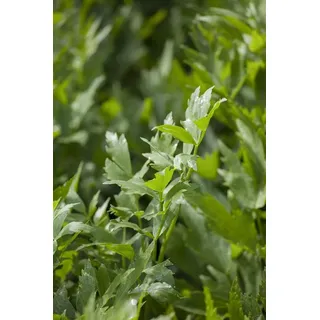 Pflanzen Für Dich Levisticum officinale Liebstöckel Ca. 9x9 cm Topf