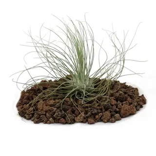 EXOTENHERZ Tillandsia Argentea Lose Pflanze