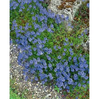 Pflanzen für Dich Staude Veronica repens, 1 St., Kriech-Ehrenpreis weiß