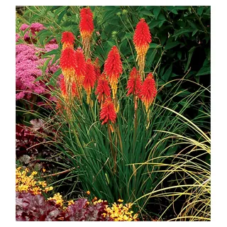 Stauden Gänge 3 x Kniphofia 'Papaya Popsicle' (Winterhart/Staude/Dauerblüher/Bienenferundlich/Mehrjährig) Fackellilie - Hingucker der den ganzen Sommer über bis tief in den Herbst hinein blüht