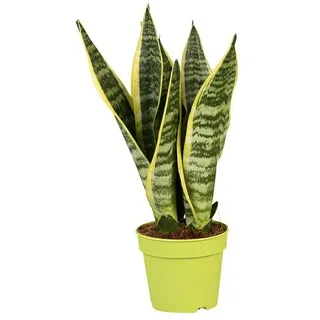 Piardino Bogenhanf Rocket  (Sansevieria cylindrica 'Rocket', Topfgröße: 13 cm, Gelb-Grün)