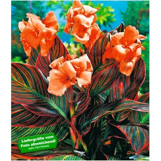 BALDUR Garten Canna Durban, 1 Knolle Indisches Blumenrohr Canna Indica