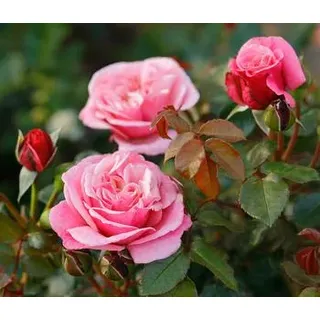 Nostalgie®-Edelrose 'Wildberry®', Rosa, Pink