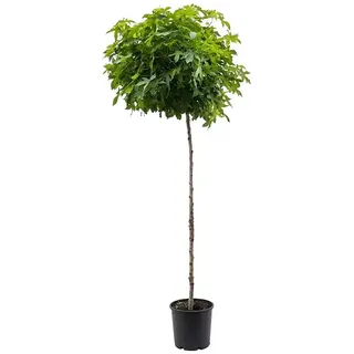 Piardino Amberbaum Gum ball  (Liquidambar styraciflua, Aktuelle Wuchshöhe: 150 cm, Stammhöhe: 90 cm)