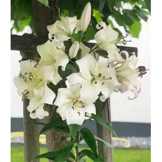 BALDUR Garten Blumenzwiebeln Tree-Lily® 'Pretty Woman', Liliengewächse, duftend, winterhart, mehrjährig, pflegeleicht weiß