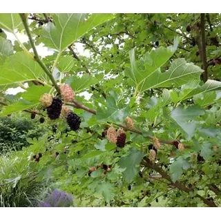 Schwarzer Maulbeerbaum