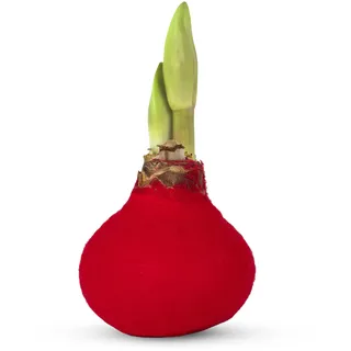 Wachs Amaryllis Zwiebel - bunte Sets, lang haltbare Amaryllis Blumenzwiebeln gewachst/Wax winterhart, Amaryllis Zwiebel in Wachs, Ritterstern Touch of Wax (1 x Rot)