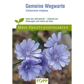 Gemeine Wegwarte - Mein Heilpflanzengarten