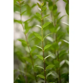 Pflanzen Für Dich Ligustrum vulgare 'Atrovirens', Liguster, immergrün, 150–175 cm