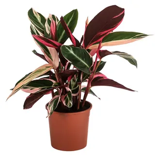 Dehner Korbmarante Ø Stromanthe sanguinea, Triostar, Dunkelrot, Grün, Pink
