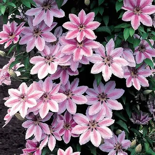 GardenersDream Clematis 'Nelly Moser' - Kletterpflanze - Rankpflanzen winterhart - Gartenpflanzen winterhart im Topf