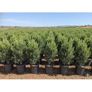 sunny tree Olivenbaum Olea Europea in Strauchform Höhe 100-120 cm inkl. Topf. Winterhart bis -18° Immergrün