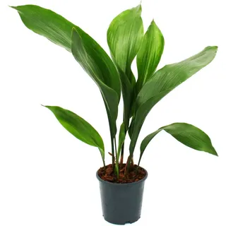 Schusterpalme Aspidistra elatior Zimmerpflanze 15cm Topf