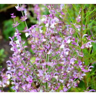 Muskatellersalbei – Salvia sclarea – Zweijährig – 200 Samen