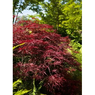 Japanischer Ahorn Acer palmatum Red Pygmy 60-80 cm winterhart | Filigranes Blattwerk, leuchtend rote Herbstfaerbung, kompakter Wuchs, sonnig bis halbschattig, ideal fuer Terrasse