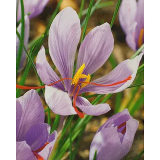 10 Echte Safran Krokusse Crocus Sativus Blumenzwiebeln Krokus