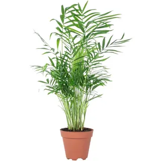 Flowerbox Bergpalme - pflegeleichte Zimmerpflanze, Chamaedorea elegans - Höhe ca. 35 cm, Topf-Ø 12 cm