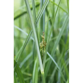 WASSERPFLANZEN WOLFF ~ Cyperus longus - langblättriges Zyperngras - QUALITÄTSSTAUDE im 11cm PFLANZKORB - fix und fertig - winterhart