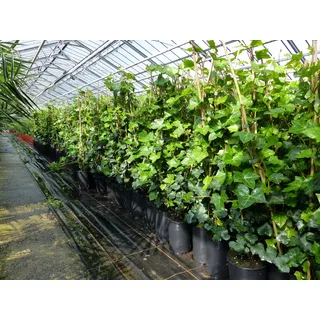 grünwaren 20 Stück Efeu Hedera helix 85-105 cm Heckenpflanze winterhart Kletterpflanze Hecke Sichtschutz blickdicht