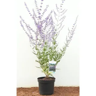 Pflanzen Für Dich Perovskia atriplicifolia 'Blue Spire' C 3 40-60 Blauraute 'Blue Spire',winterhart, deutsche Baumschulqualität, im Topf für optimales anwachsen