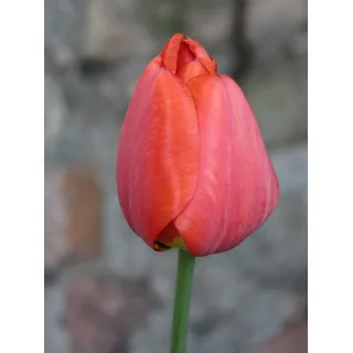 100 Tulpenzwiebeln Van Eijk Tulpen Blumenzwiebeln