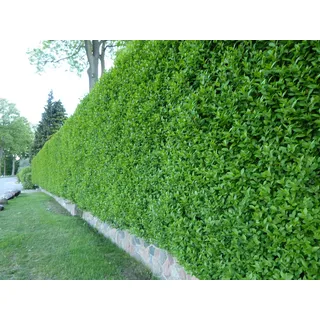 Wintergrüner Liguster Atrovirens - Ligustrum vulgare als Ligusterhecke - schnellwachsend pflegeleicht robust immergrün - Heckenpflanze von Garten Schlüter - geliefert im 1,3 Liter Container