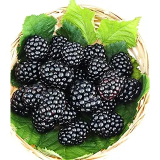 Brombeere `Theodor Reimers ́, alte Brombeersorte, aromatisch, 60-100cm im Topf