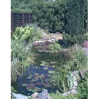 Mühlan Wasserpflanzen Über 20 Wasserpflanzen für den Gartenteich, Teich