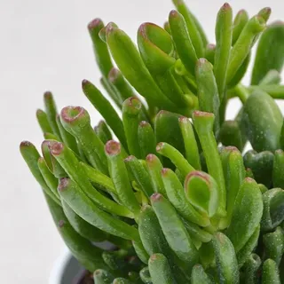 Crassula Coral - 12cm