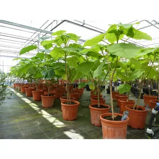 gruenwaren jakubik Blauglockenbaum Kiribaum 160-180 cm Paulownia tomentosa Kaiserbaum