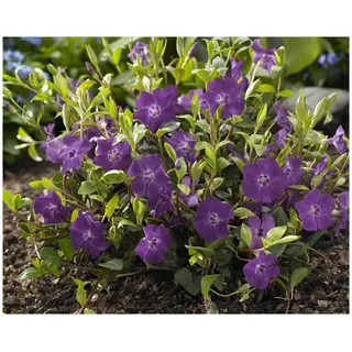 Stauden Gänge 10 x Vinca minor ́Atropurpurea - tolle Blütenpracht - sehr pflegeleicht