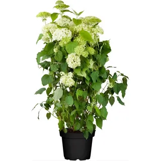 Pflanzen Für Dich Gehölze Hydrangea arborescens Annabelle, 1 St., Ballhortensie, Schneeballhortensie weiß