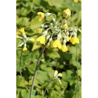 Wasserpflanzen Wolff - Primula florindae - Tibetprimel - Schlüsselblume, gelb - QUALITÄTSSTAUDE durchwurzelt im 9x9cm Topf - winterhart