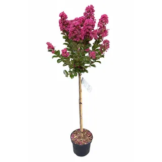 Lagerstroemia indica 'Berry Dazzle' Stämmchen, Kreppmyrthe 140–150 cm | Pinke Blüten, Stämmchenform, Stammhöhe 80cm, Gartenpflanze