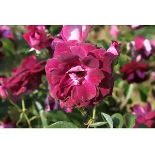 Beetrose  (Rosa 'Burgundy Ice' ®, Mauve)